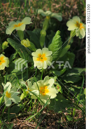 Yellow common primrose blooming in green grass under bright spring sun in natural garden environment Yellow common primrose blooming in green grass under bright spring sun in natural garden environment 139111300