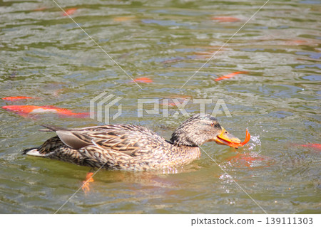 Female Anas platyrhynchos mallard duck interacting with orange goldfish in water of sunny spring pond Female Anas platyrhynchos mallard duck interacting with orange goldfish in water of sunny spring pond 139111303