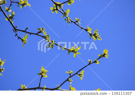 Fresh green Malus domestica apple tree leaves on branches against clear blue sky in sunny spring garden Fresh green Malus domestica apple tree leaves on branches against clear blue sky in sunny spring garden 139111307
