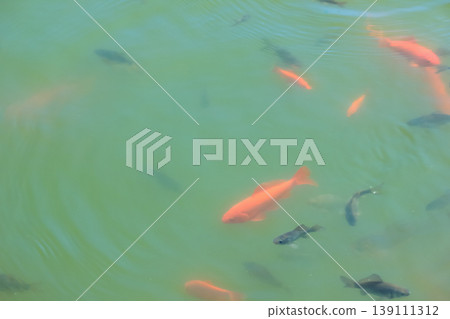 Group of orange and dark goldfish swimming in green water of sunny spring pond with soft ripples Group of orange and dark goldfish swimming in green water of sunny spring pond with soft ripples 139111312