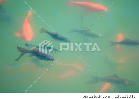 Group of orange and dark goldfish swimming in green water of sunny spring pond with soft ripples Group of orange and dark goldfish swimming in green water of sunny spring pond with soft ripples 139111313