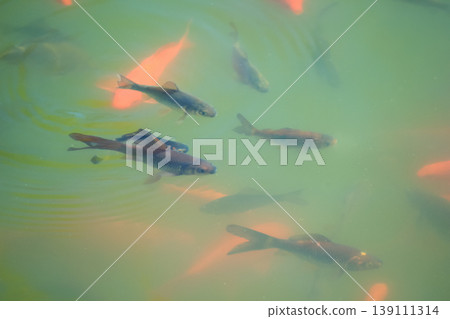 Group of orange and dark goldfish swimming in green water of sunny spring pond with soft ripples Group of orange and dark goldfish swimming in green water of sunny spring pond with soft ripples 139111314