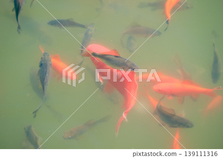 A bright orange goldfish swims alongside a school of dark carp in a murky green freshwater garden pond 139111316