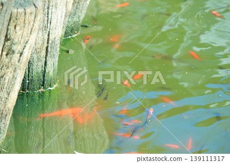 Bright goldfish and koi swim in a green garden pond by a rustic wooden pier in natural sunlight Bright goldfish and koi swim in a green garden pond by a rustic wooden pier in natural sunlight 139111317