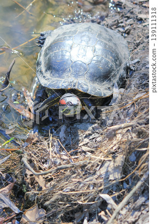 Close up of a red-eared slider turtle basking on a sunny pond shore in its natural wild habitat Close up of a red-eared slider turtle basking on a sunny pond shore in its natural wild habitat 139111318
