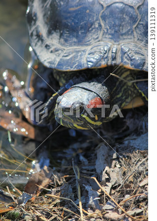 Close up of a red-eared slider turtle basking on a sunny pond shore in its natural wild habitat Close up of a red-eared slider turtle basking on a sunny pond shore in its natural wild habitat 139111319