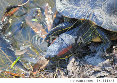 Front view of a red-eared slider turtle basking on a sunny pond shore in its natural wild habitat 139111321
