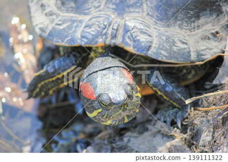 Front view of a red-eared slider turtle basking on a sunny pond shore in its natural wild habitat 139111322