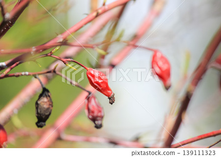 Red rose hips on thin branches with fresh green buds under bright sunlight in a spring garden park 139111323