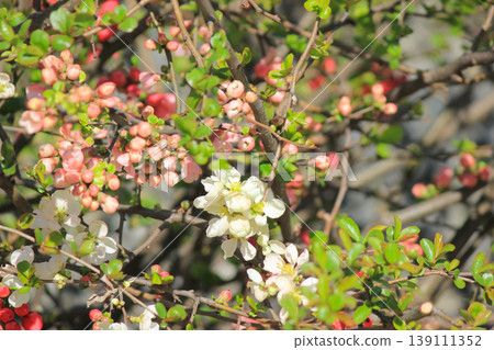 A vibrant spring shrub with delicate white and red flowering quince blossoms in sunlight 139111352