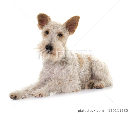 female fox terrier female fox terrier 139111380