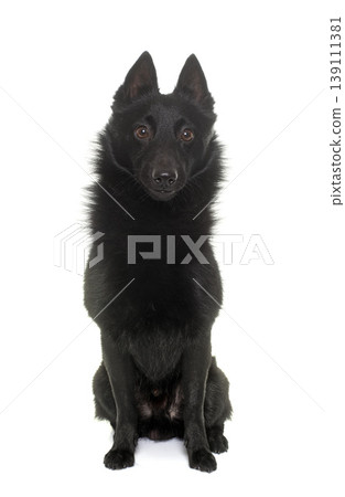 young Schipperke dog 139111381