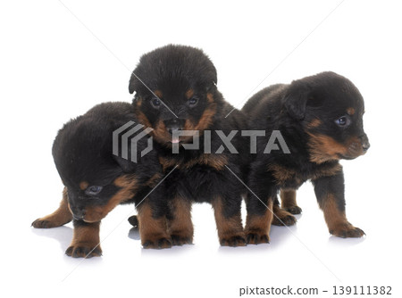 young puppies rottweiler young puppies rottweiler 139111382