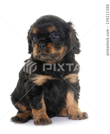 puppy cavalier king charles 139111388