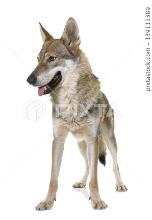 czechoslovakian wolf dog czechoslovakian wolf dog 139111389