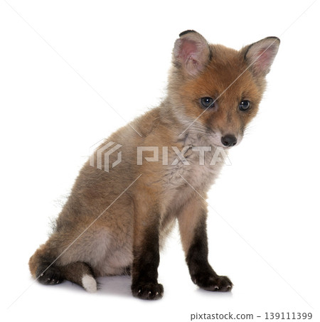 fox cub in studio fox cub in studio 139111399