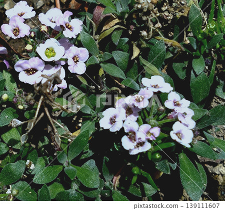 The delicate blossoms of sweet alyssum create a gentle floral landscape in the spring garden. The delicate blossoms of sweet alyssum create a gentle floral landscape in the spring garden. 139111607
