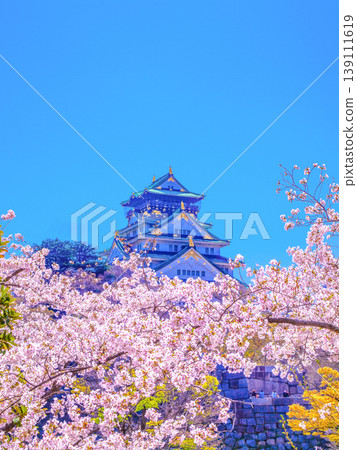 Osaka Castle and cherry blossoms in full bloom 139111619
