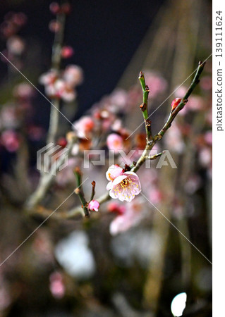 Plum blossoms at Takaoka Old Castle Park, night view, red winter solstice Plum blossoms at Takaoka Old Castle Park, night view, red winter solstice 139111624