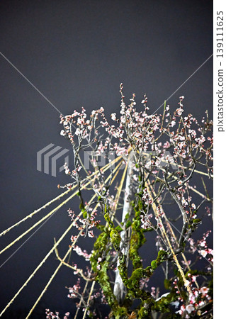 高岡古城公園的梅樹林：白雪皚皚的樹木、盛開的梅花、夜景 139111625