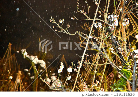 A plum grove in the snow, with snow-covered trees and plum blossoms, and a night view. A plum grove in the snow, with snow-covered trees and plum blossoms, and a night view. 139111626