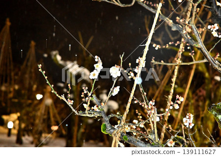 雪中的梅樹林，樹木被白雪覆蓋，梅花盛開，夜景迷人。 139111627