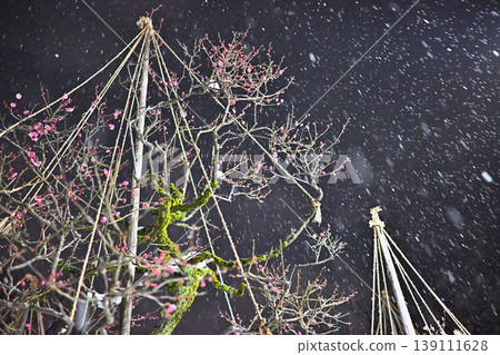 A plum grove in the snow, with snow-covered trees and plum blossoms, and a night view. A plum grove in the snow, with snow-covered trees and plum blossoms, and a night view. 139111628