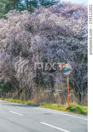 一棵優雅的垂枝櫻花樹:一面弧形鏡子和一棵垂枝櫻花樹。 一棵優雅的垂枝櫻花樹:一面弧形鏡子和一棵垂枝櫻花樹。 139111801