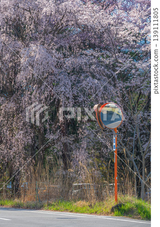 一棵優雅的垂枝櫻花樹：一面弧形鏡子和一棵垂枝櫻花樹。 139111805
