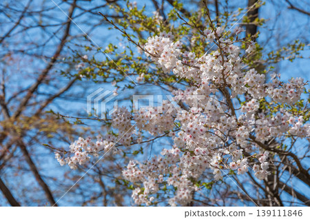 櫻花與藍天背景 櫻花與藍天背景 139111846
