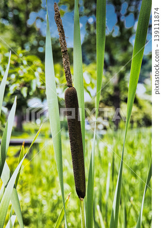 Ear of the Gama Ear of the Gama 139111874