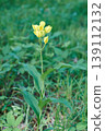 Yellow orchid flowers blooming in a spring grove. 139112132