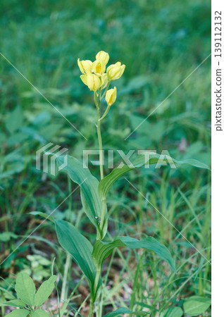 Yellow orchid flowers blooming in a spring grove. Yellow orchid flowers blooming in a spring grove. 139112132