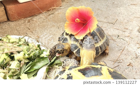 A Russian tortoise eating its meal with a hibiscus flower on its back. 139112227