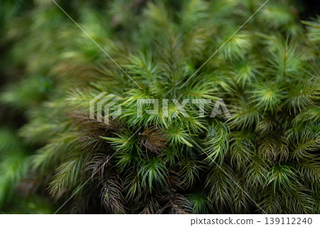 Photographing fluffy moss with a macro lens Photographing fluffy moss with a macro lens 139112240