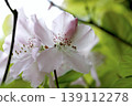 春日陽光下，東北地區，晶瑩剔透的阿席達卡杜鵑（Rhododendron komiyamae）花朵盛開。 139112278