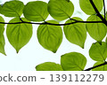 東北地區的日本山茱萸（Cornus kousa）鮮嫩的綠葉，葉脈呈半透明狀。 139112279