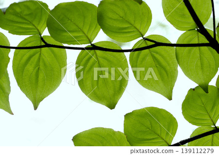 The fresh green leaves of the Japanese dogwood (Cornus kousa), with their translucent veins, in Tohoku region. The fresh green leaves of the Japanese dogwood (Cornus kousa), with their translucent veins, in Tohoku region. 139112279