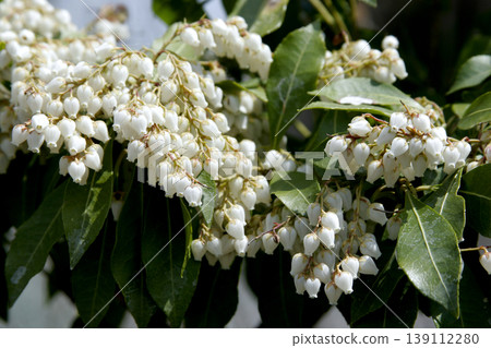 The dazzling white flowers of Pieris japonica in Tohoku region. The dazzling white flowers of Pieris japonica in Tohoku region. 139112280