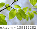 東北地區，斑駁的陽光透過綠葉鵝耳櫪（Carpinus cordata）的嫩綠葉片灑下斑駁的光影。 139112282