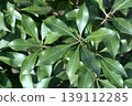 日本杜鵑（Pieris japonica）在東北地區擁有茂盛的綠色葉子，非常美麗。 139112285
