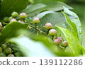 東北地區日本杜鵑（Pieris japonica）的可愛、圓潤的幼果。 139112286