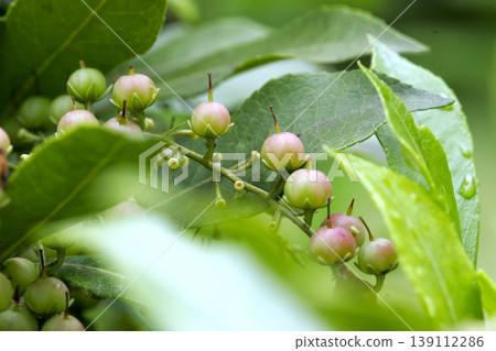 東北地區日本杜鵑(Pieris japonica)的可愛、圓潤的幼果。 東北地區日本杜鵑(Pieris japonica)的可愛、圓潤的幼果。 139112286