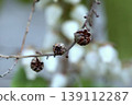 產於東北地區的日本杜鵑（Pieris japonica）的果實，看起來像是要裂開一樣。 139112287