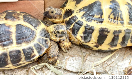 Friendly Russian tortoises Friendly Russian tortoises 139112315