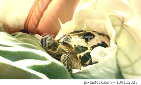 一隻俄羅斯陸龜睡得很香 一隻俄羅斯陸龜睡得很香 139112323