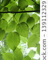 在東北地區，礬根樹（Davidia involucrata）鮮嫩的綠葉閃閃發光。 139112329
