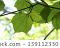東北地區條紋楓樹（Acer rufinerve）的鮮嫩綠葉，閃耀著美麗的半透明光澤。 139112330