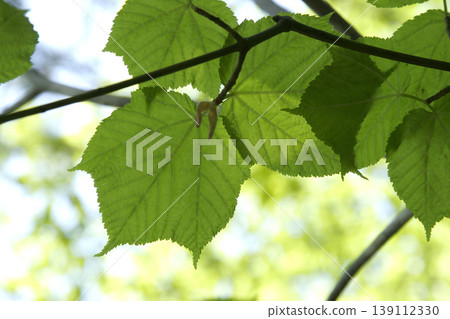 東北地區條紋楓樹(Acer rufinerve)的鮮嫩綠葉,閃耀著美麗的半透明光澤。 東北地區條紋楓樹(Acer rufinerve)的鮮嫩綠葉,閃耀著美麗的半透明光澤。 139112330