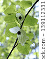 東北地區的珙桐樹（Davidia involucrata）的花朵形似展開的手帕。 139112331